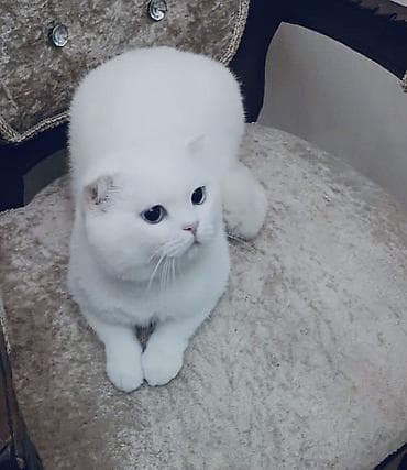 Şotland yastı qulaq, Erkək, Cütləşmə üçün