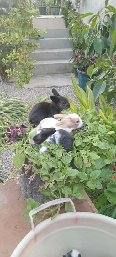 bala dovşanlar: Kalik akor balası 20 eded kom satılır 5 m — 2