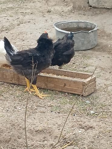 bakıda it satışı: ‼️ Təcili Satılır ‼️ 35 ədəd 5 aylıq colpalar satılır tam — 7