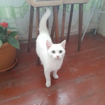 Dişi, Yaxşı əllərə