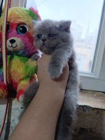 balaca pisikler: Şotland, Erkək, Ödənişli çatdırılma — 1