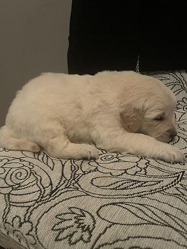 Птицы: Лабрадор-ретривер, 1 месяц, Самец, Платная доставка — 7