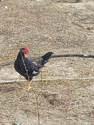 kend toyugu: ‼️ Təcili Satılır ‼️ 54 ədəd 3 ay yarımlığ Colpalar tam — 3