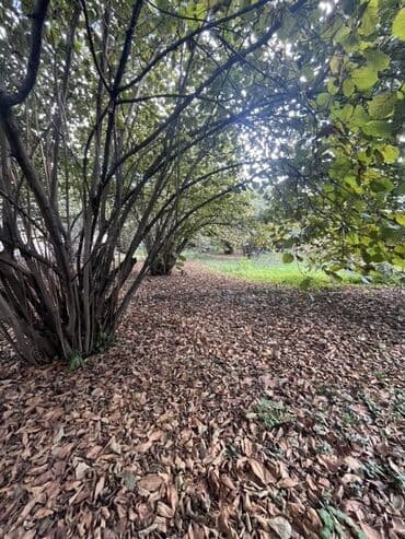 fatmayı torpaq: 10 sot, Mülkiyyətçi, Kupça (Çıxarış) — 1