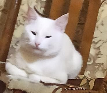 Tam ağ tüklü ev pişiyi - Rəng: qar kimi ağ, burnu açıq çəhrayı - Tük