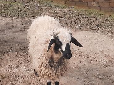 Рогатый скот: Dişi quzu satılır — 2