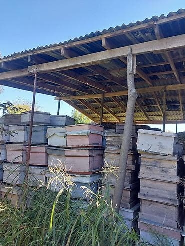 arı yesikləri: Arı pətəyi (taxta korpus) - Material: qalın taxta lövhələrdən — 10