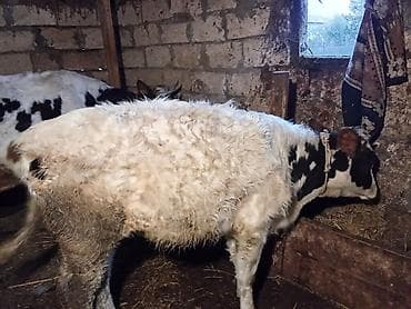 Yemlər: Temiz ivanofka 2 ci qarina iri balali ozude bogazdi 3 cu qarina 5 ay — 2