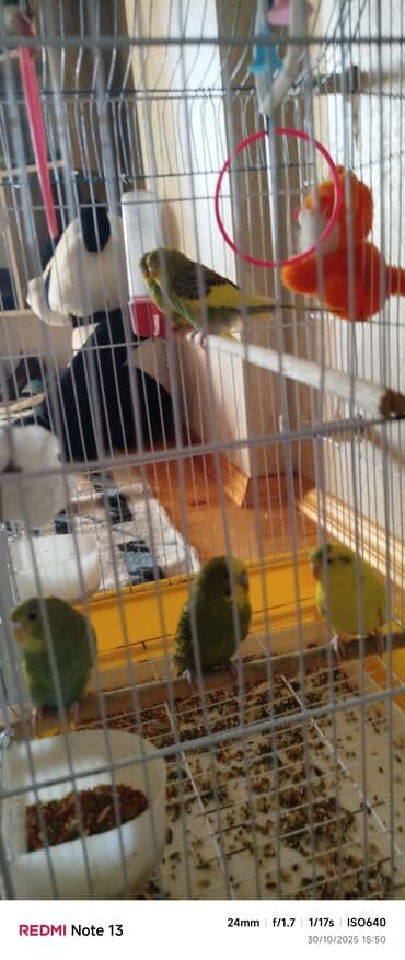 hələb kecilərin qiyməti: Qeyd: Ev şəraitinə tam sağlam vitamin qarışıq yemle boyudulub 5qus — 4