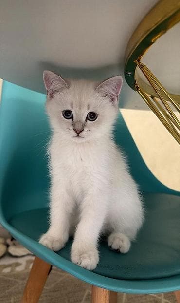 Digər heyvanlar: Erkək — 1