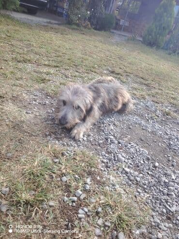 купить домик для кота: Uzun tüklü, orta ölçülü it - Cins: qarışıq, saqqallı/şaggy tipli - — 2