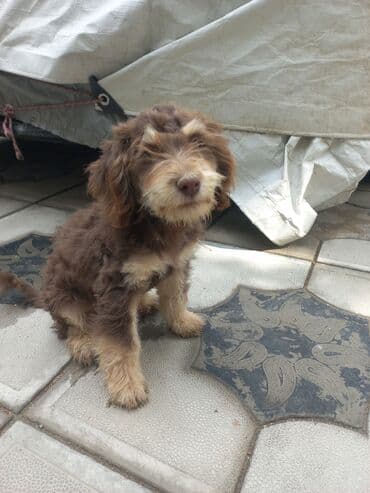 cau cau iti satilir: 3 ay, Erkek, Ünvandan götürmə — 12