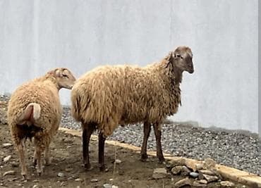 Другие с/х животные: 10 bas quzu 5 bas damazlıq 5 bas kesmlik cidi şəxslər əlaqə saxlasın — 1