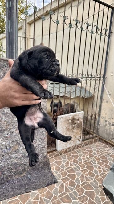 кане корсо цена: Kane-Korso — 9