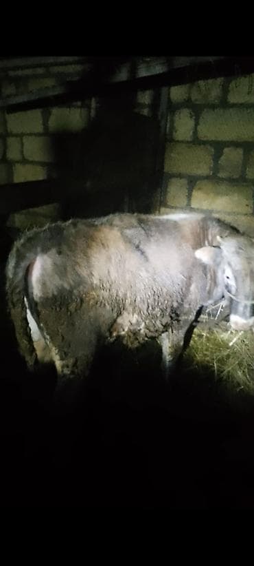 Qoyun (erkək), ətlik və damazlıq üçün münasib. - Cins: yerli qoç -