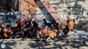 toyuq cuce: Toyuq, Yumurtalıq — 3