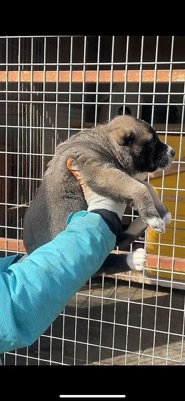 Digər heyvanlar: Alabay — 7