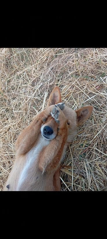 Quşlar: Salam. satılır zvanok həyət iti dişi itdir saqlam sakit heyvandı — 2