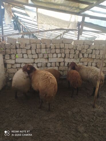 qoyun sortları: 5 dənə Qala qoçları satılır damazlıq üçün superdi 3 ü ana qoçdu 2 si — 6