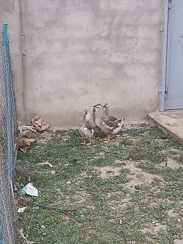 ucuz toyuq satisi: 5eded qaz balasi 4 ayliqdi bir ededi 20manat sağlam heyvanlardi cidi — 4