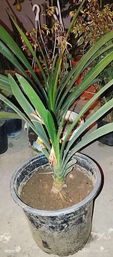 ağac tingləri: Leylandi tuya (Cupressocyparis leylandii) ağacları – qara plastik — 1