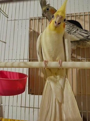 tutuquşu satışı: Məhsul: Nimfa tutuquşuları (Cockatiel) tutuquşu sevən real alıcilar — 1
