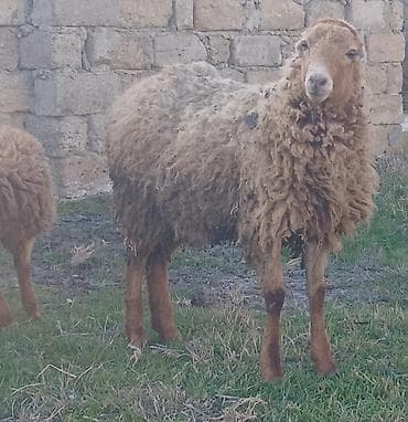 Quzu – yerli təsərrüfat üçün münasib - Növ: qoyun (şəklinədə tüklü