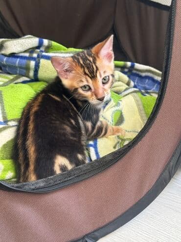 взять бесплатно котёнка: Бенгальская — 5