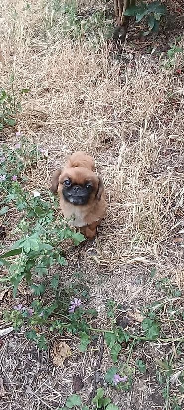 ucuz itleri: Pekines, Dişi — 2