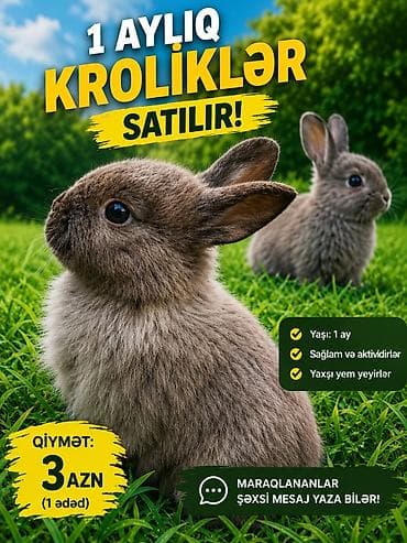 1 aylıq kroliklər satılır ucuz qiymətə az qalib tələsin!!! - Yaş: 1