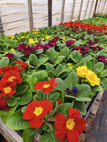 hemise bahar gulu: Rəngarəng mövsümi bəzək gülləri – istixanadan birbaşa Məhsul: - — 6