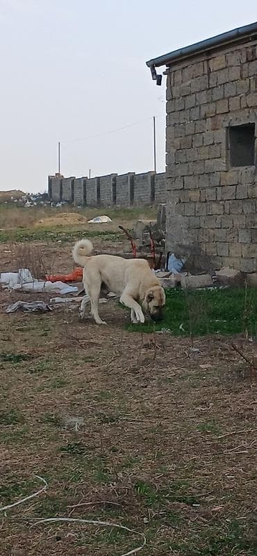 satiliq itler: Kanqal, 2 il, Erkek — 2