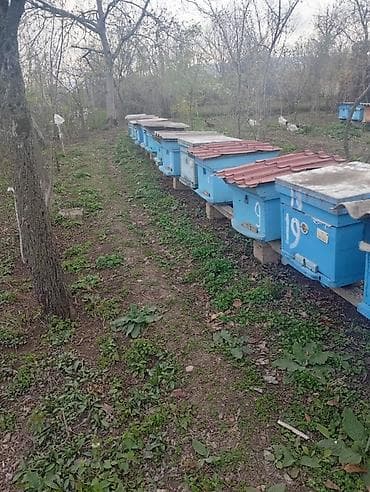 ari yeşiklərinin satışı: Arı ailəsi və komplekt pətəklər satılır Bakfast və yerli Qafqaz sortu — 3