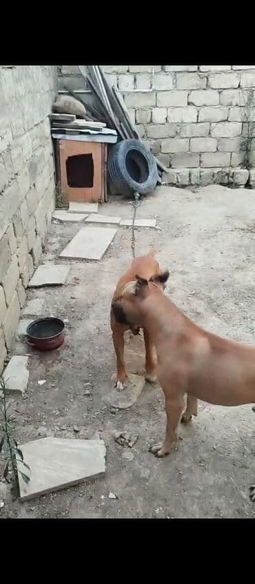 pitbul itlər: Питбуль, 1 год, Самка — 3