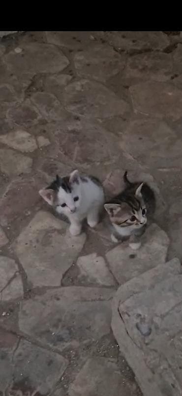 pişik oyuncaq: Yaxşı əllərə — 3