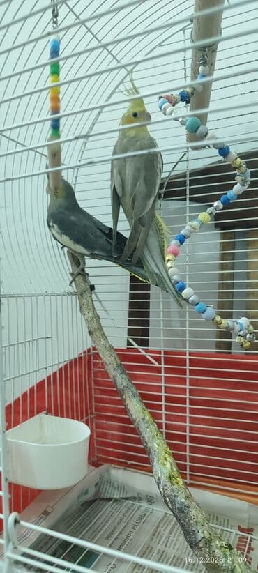 karella quslari: Korellalar satılır Qəfəslə birgə və yaxud qəfəssiz. Tək də ala — 2