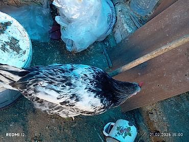 it evlerinin satisi: Xoruz, il: 1, Ödənişli çatdırılma — 7