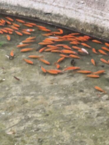 koya baliqlari: Qızıl balıq, Sülhsevər, Ünvandan götürmə — 9