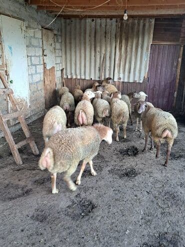 домик для большой собаки: Qiyməti razılaşma yolu ilə bu nömrə ilə əlaqə saxlayın — 2