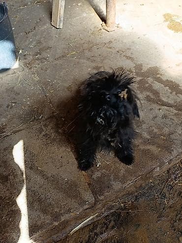 ovcarka balası: Qara rəngli, xırda ölçülü it balası ev itidir e. sadece evde usaqlar — 3