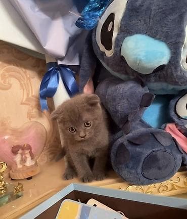 tuksuz pisik: Şotland yastı qulaq — 3