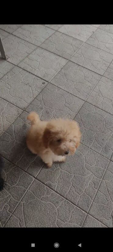 it şekilleri: Pudel — 2