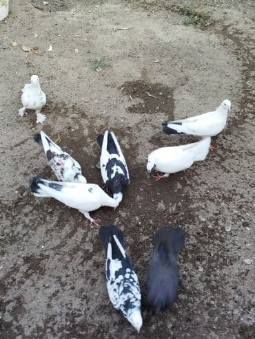 Hamısı bir yerde satılır 8 ed