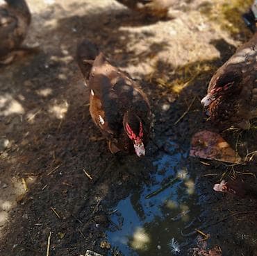 pekin ordək: Alman cinsi olan qirmizi okuz ordekler satilir 4 eded erkeydi 5 — 2