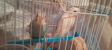 sahin qusu: - Məhsul: Dalmatian/quş qəfəslərində olan dalğıçlar – dalğalı — 2