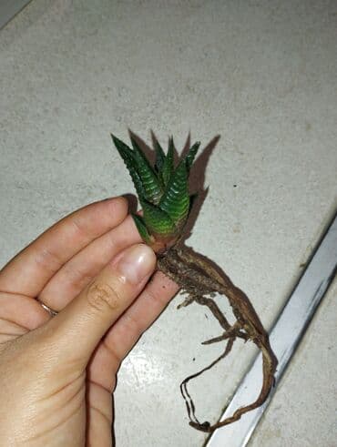 otaq bitkilərinin adları: Хавортия! — 3