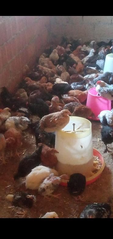 Toyuq cücələri, Damazlıq