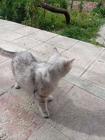 akula sekilleri: Dişi, Yaxşı əllərə, Ünvandan götürmə — 3