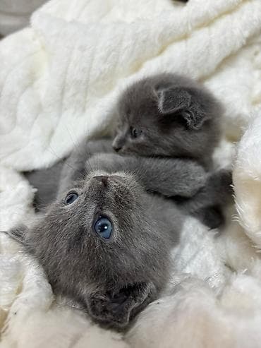 pişik: Britan — 1