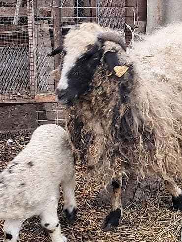 Qoyun sürüsü - 7 bas qoyundu 5 i balalidi 2 side yetik bogaz buyne